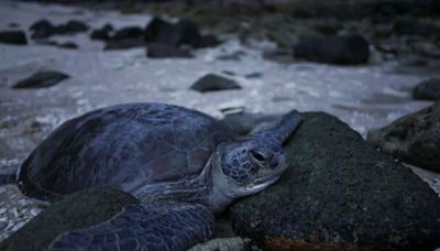 In Malaysia, warmer temperatures mean fewer male turtles, hurting conservation efforts