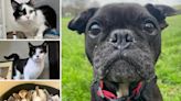 5 pets from RSPCA Brighton who are on the lookout for their forever homes