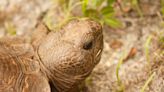 Washed away: Devastation for Southwest Florida’s coastal gopher tortoises