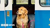 Dog season ticket for Lakes boats and trains