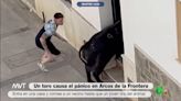 Un toro causa el pánico en Arcos de la Frontera tras entrar en una casa y cornear a un hombre