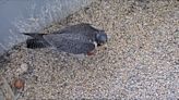 We Energies welcomes 1st peregrine falcon chick of season