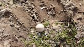 ‘Shot Heard Round the World’ musket balls recovered from site of famous first-day Revolutionary War battle | CNN