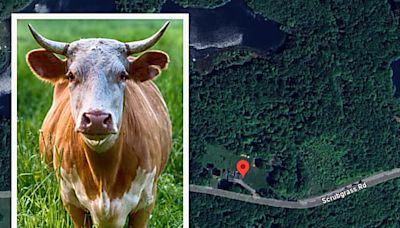 PA Farmer, Amy Veteran Killed In Bull Attack: Officials