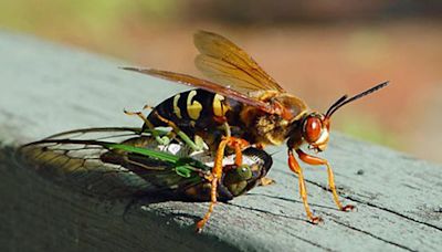 Cicadas are emerging in Upstate SC. What to know about Brood XIX, 'zombie' cicadas
