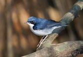 Siberian blue robin