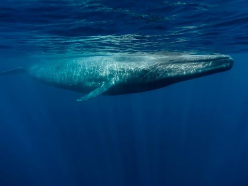 Massive blue whale seen off the coast of Massachusetts in rare double sighting