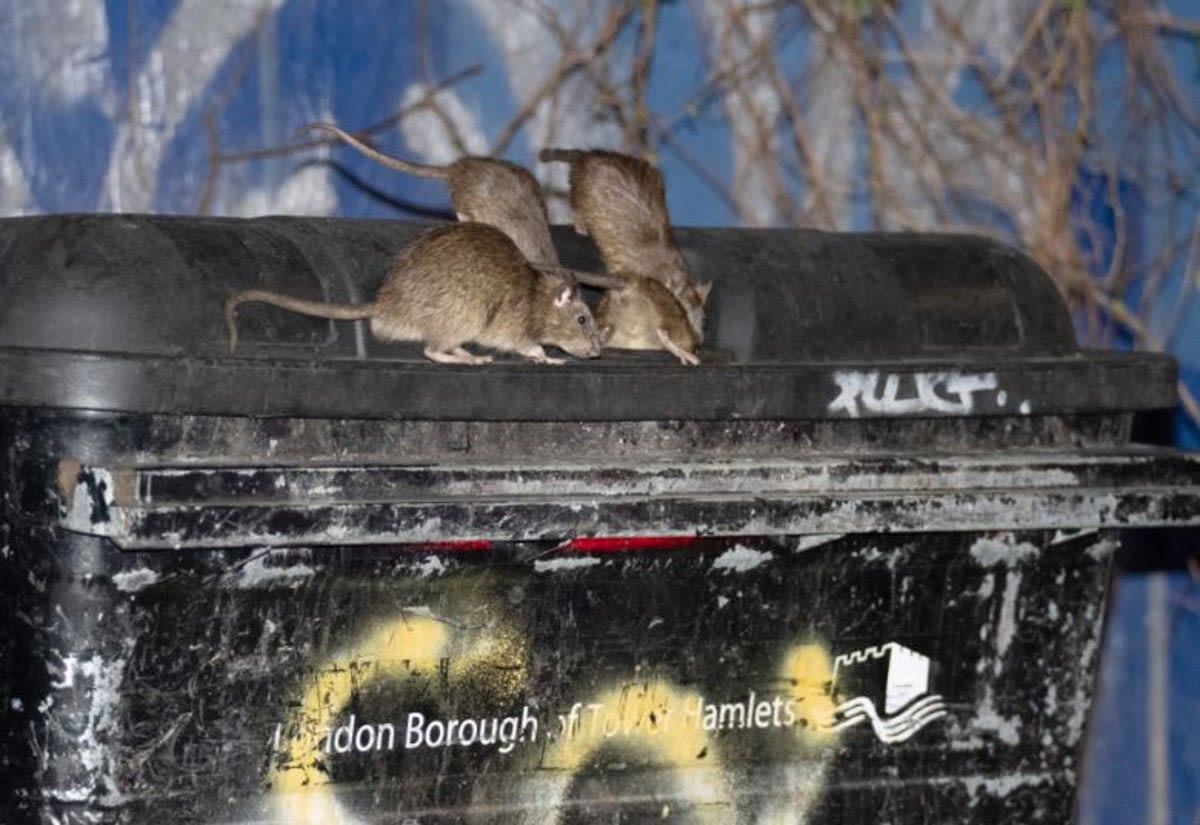 Rats ballooning in size as they feast on London fatbergs sparks calls for New York-style 'rat czar'