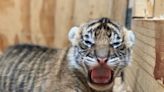 Memphis Zoo welcomes 2 Sumatran tiger cubs. Take a peek at them