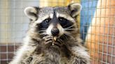 Raccoon’s Total Confusion Over Jello Is the Definition of Peak Cuteness