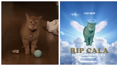 網上爆紅會唱歌貓咪Cala靜靜地回到喵星 主人哀傷：以為牠還很小