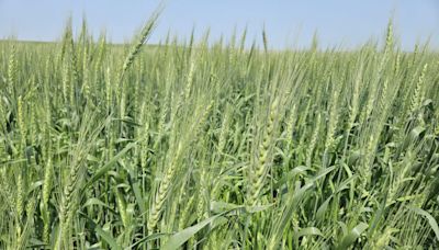 For the wheat left standing, a potential record crop