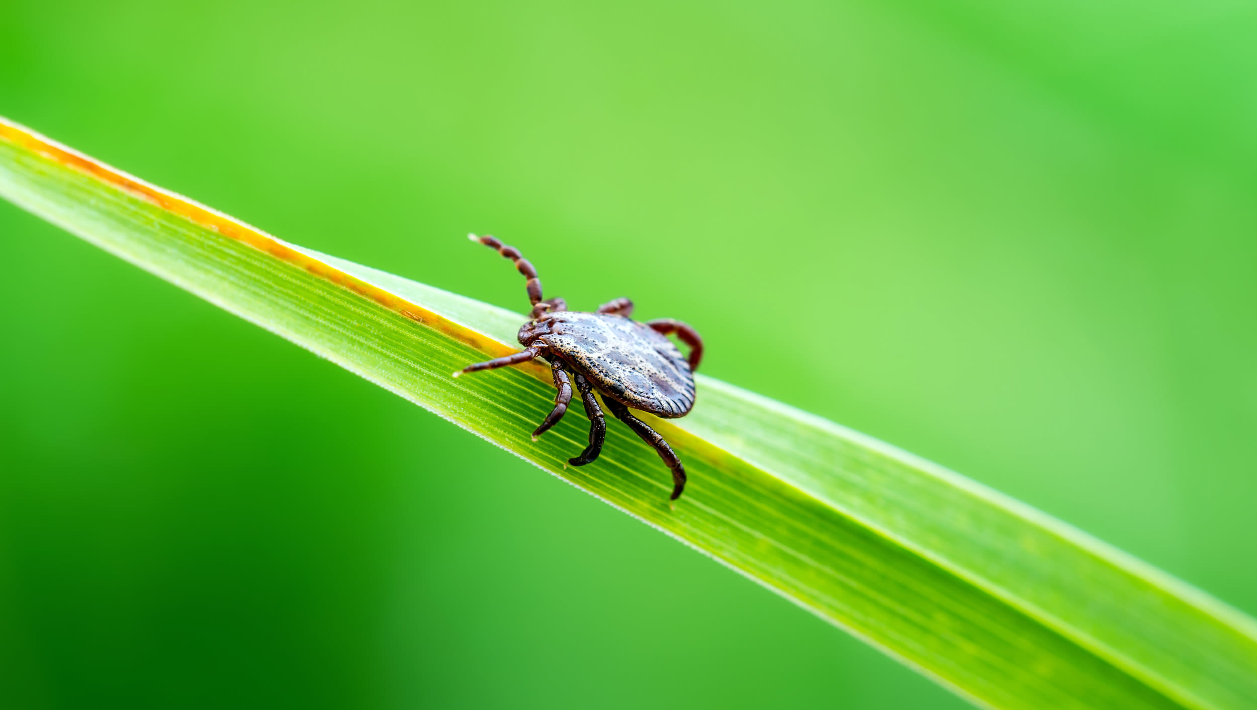 Is Covid ticking up? Viruses and other bugs could make a summer comeback, doctors say