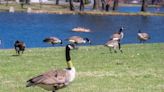 Geese in this CT town are out of control. Officials vote today on whether to kill them