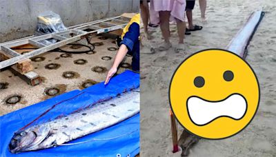 驚見「4.5公尺怪魚」沖上越南海灘！當地人嚇爆：地震前兆？