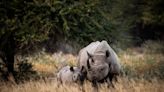 Botswana presents intensified rhino anti-poaching efforts at global conference for trade in wild species