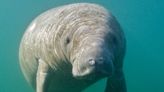 2 manatees named Romeo and Juliet that have lived in a tank at a Florida theme park since 1956 will finally be freed after pressure from activists