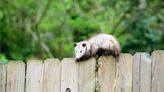 How To Keep Opossums Out Of Your Yard, According To Experts