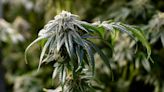 Oklahoma authorities seize more than 17,500 marijuana plants