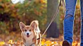 14 Fun Fall Activities To Do With Your Dog, From Apple Picking To Getting Lost in a Corn Maze