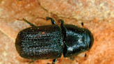 From the mountain pine beetle to emerald ash borer, Colorado forest pests spread in 2023