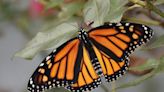 Does the shading make a difference? UGA researches use web photos in butterfly research