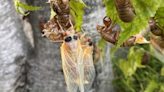 Coming soon in Illinois' cicada invasion: The smell. When to expect the stench and for how long