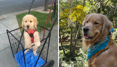 Campaign to save Team USA Gymnastics therapy dog launched: "Goodest boy"