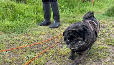 Beloved pug savagely killed by 'XL bully' in a 'matter of seconds'