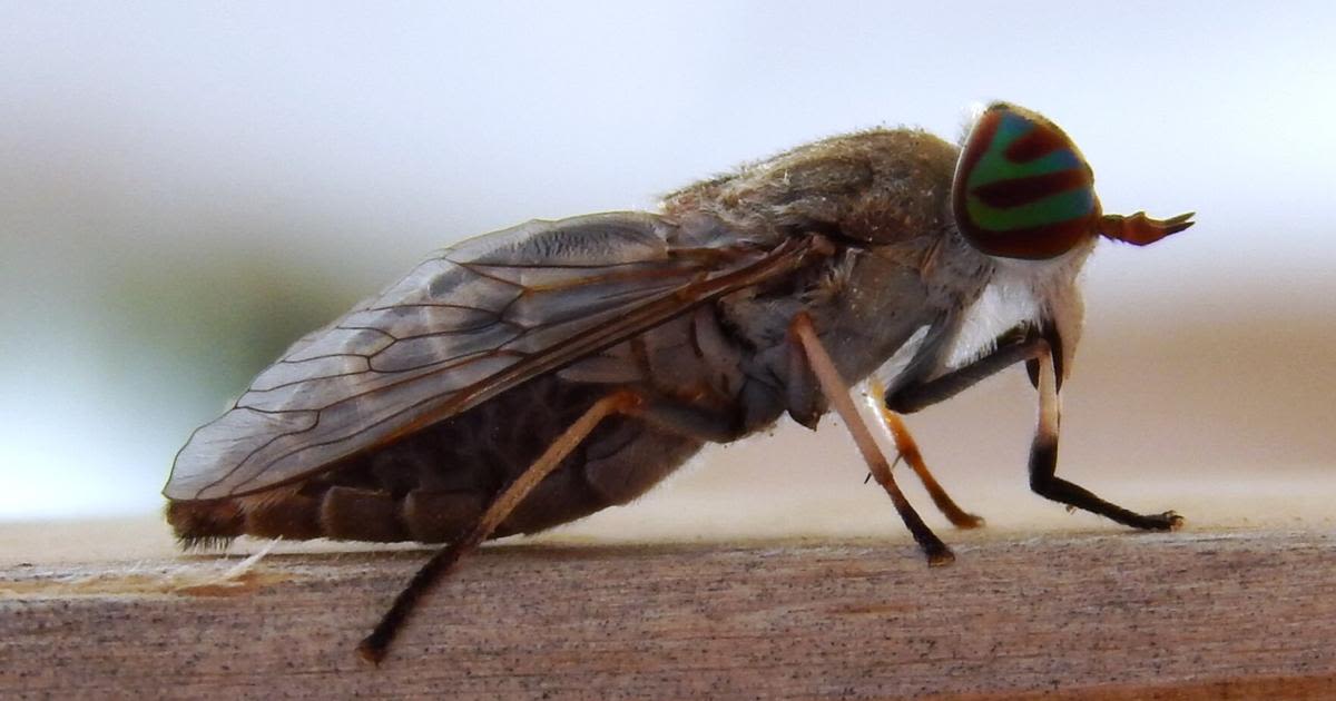 Livestock, humans at risk of painful bites as horse fly populations increase