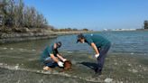 臺南市動物救援全年無休 專線不漏接 | 蕃新聞