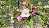 Farmers help fruit crops fight cold temperatures