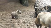 Shopper Blog: See this cute new baby at Zoo Knoxville! It's Ziggy the bat-eared fox kit