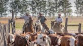 La seguridad alimentaria, clave para frenar brotes transfronterizos de enfermedades