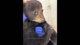 Bear cub yanked from NC tree for photos is now ‘thriving.’ What’s next for her?
