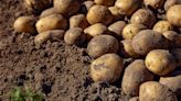 A potato shortage may be upon us following “nightmare” growing season, harsh weather conditions