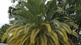 Protect your palm trees with a little TLC and these tips | Sally Scalera