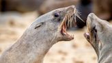 Deadly rabies alert as seals infected at tourist and surfers' paradise