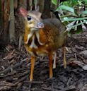 Chevrotain