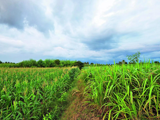 Despite monsoon deficit, Kharif acreage up 32% in June, driven by pulses & oilseeds | India News - Times of India