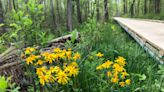 Two native plant sales this weekend offer you a chance to help birds, pollinating insects