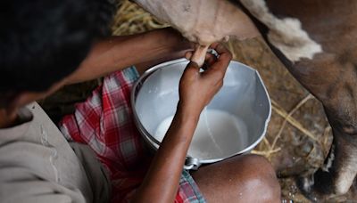 Maharashtra’s milk subsidy, its effects and its political fallout