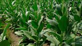 Tobacco-like plant produces breast milk nutrients with gene modification