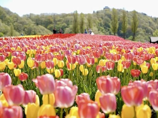 新潟縣長岡市鬱金香花祭 五彩繽紛美到5/6 | 蕃新聞