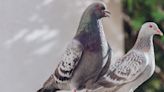 Never spot pigeons in your garden again with 1 item that always scares them away