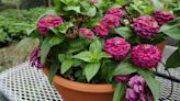 Zesty, vividly-colored zinnias are the foolproof flower in and out of the garden