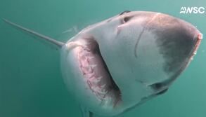 Shark feeding on whale carcass off South Shore gets up close and personal with researchers