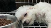 ‘Sold sick puppies’: Petland faces 5 Ohio lawsuits to expose ‘cruel puppy mill industry’