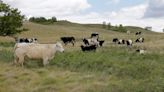 Canada to offer incentives to cattle farms to reduce methane emissions