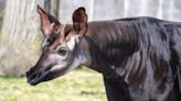 Potter Park Zoo announces arrival of Elombe the Okapi